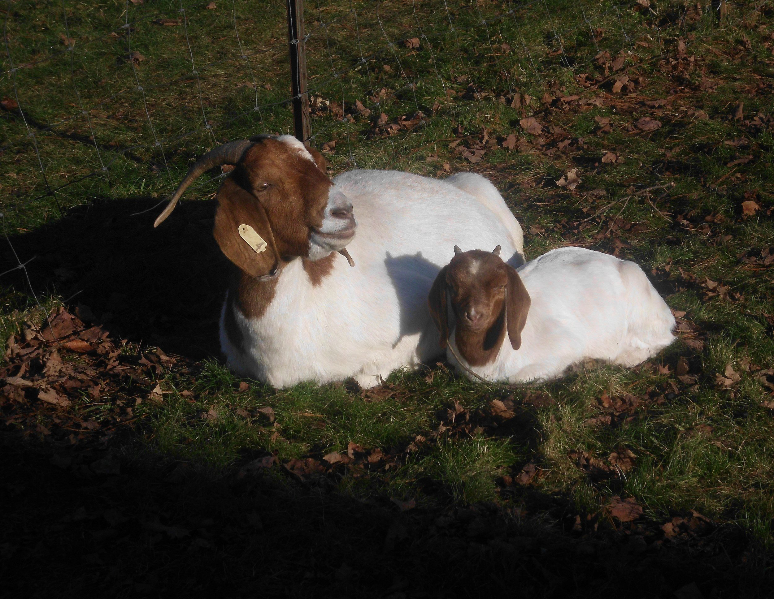 Two goats resting peacefully on a grassy patch, surrounded by fallen leaves, showcasing their calm demeanor in a serene farm setting. One goat has distinctive brown and white markings, while the younger goat is predominantly brown.
