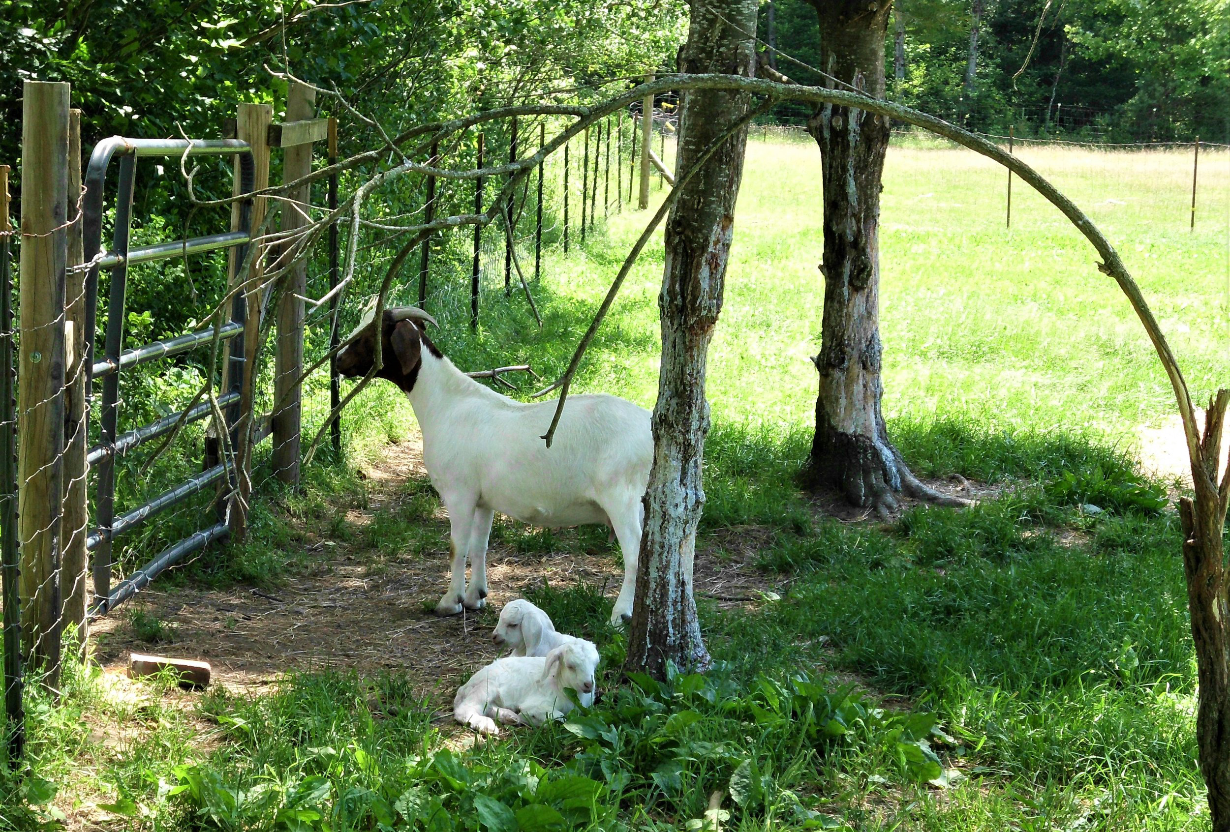 A white goat stands near a fence in a green pasture, while two baby goats lie on the grass nearby, surrounded by trees and foliage.