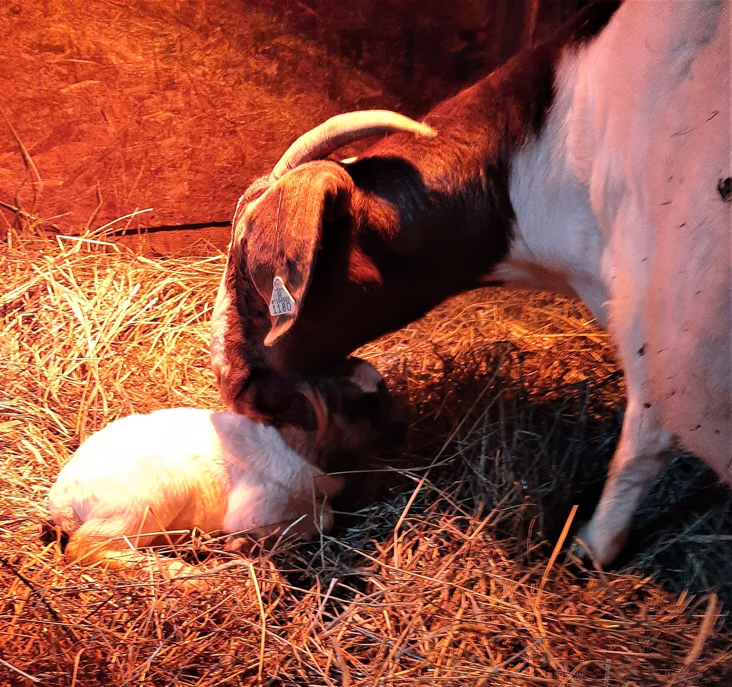 A mother cow gently nuzzles her newborn calf in a warm, straw-filled barn, highlighting the bond between them in a nurturing environment.